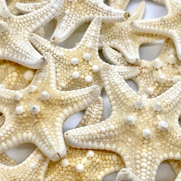 Tiny Knobby Starfish - 1-2.25” - Small Armoured Starfish - Wedding Decor - Coastal Decor - Starfish Vase Filler