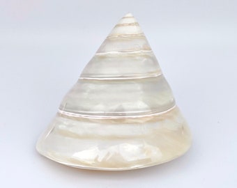 Large Pearl Trochus Shell - 3-3.5” - Coastal Decor - Beach Decor - Seashells - Beach Wedding - Coastal Wedding