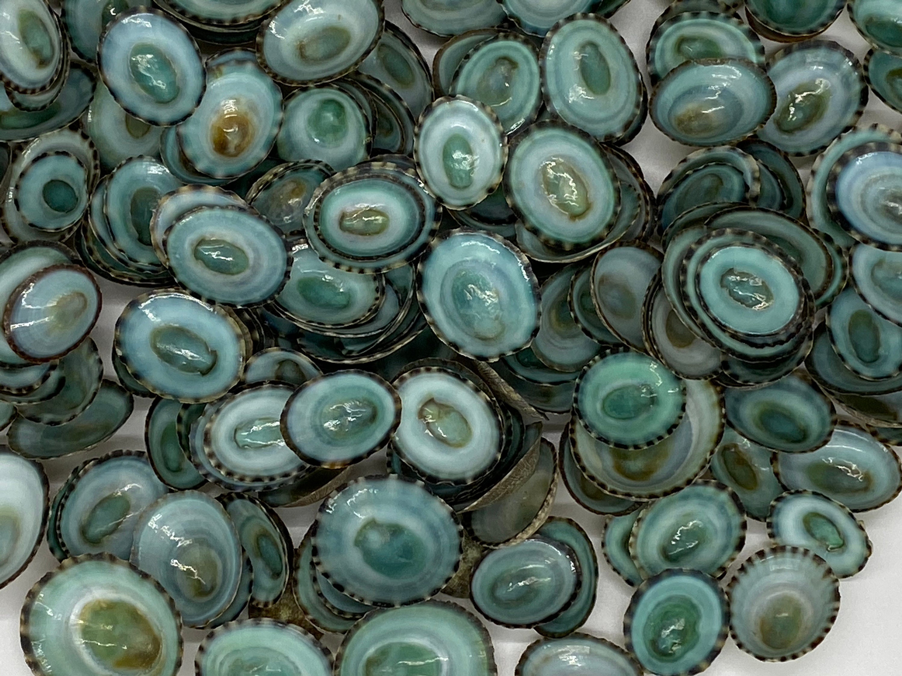 Green Limpet Shells Sutorria Mesoleuca (approx. 20+ shells .5-.75+ inches)  Small shells for shell crafts, natural sea shells earrings & art!