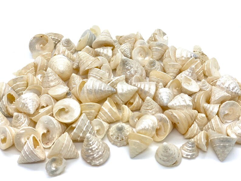White Pearlized Shells Beach Wedding Decor 20/50 DIY Craft Shells | Trochus Shells Seashells Among Pong Pearled Shells 1/2-1