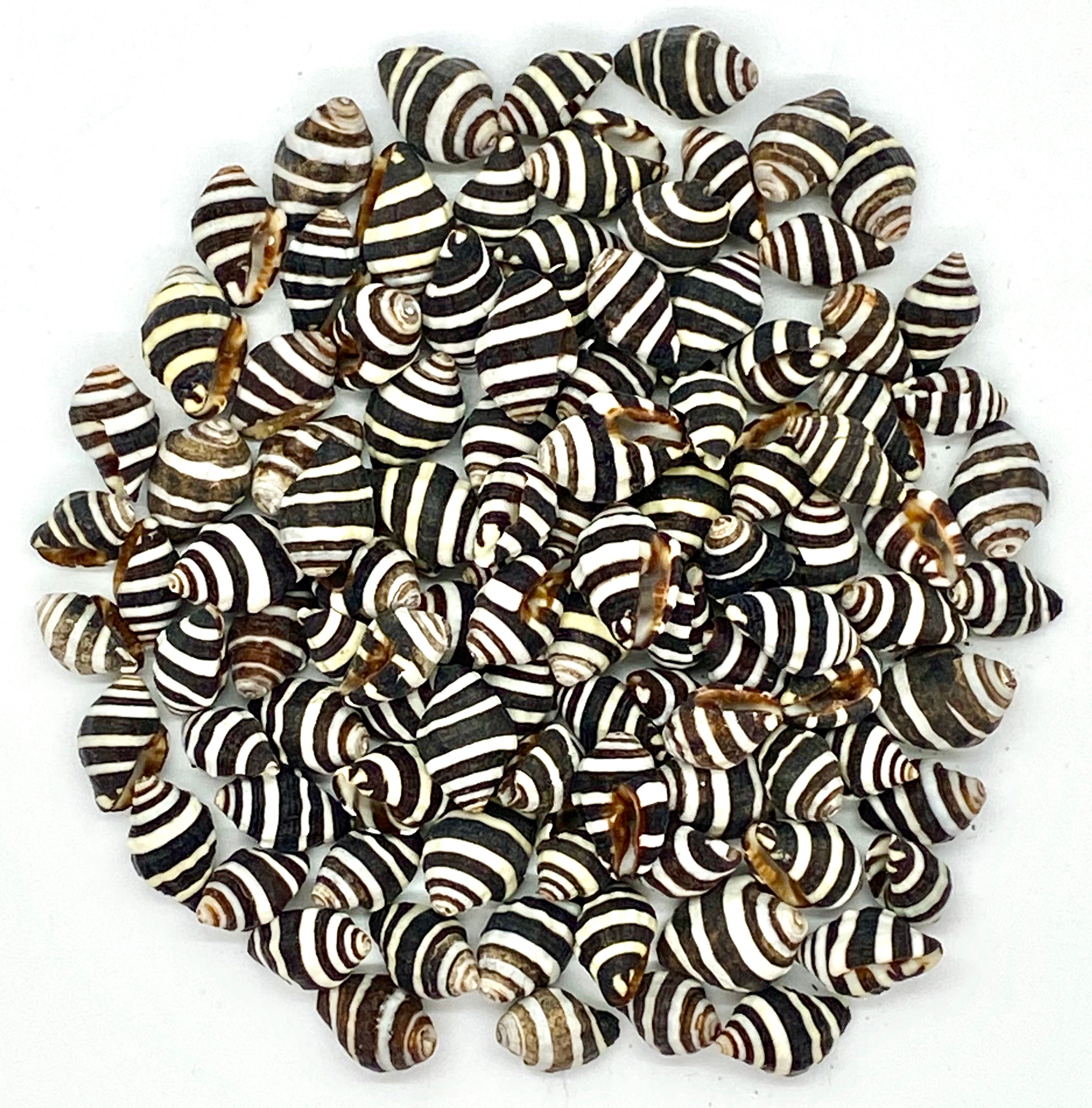 Zebra Striped Nassa Shell Bead