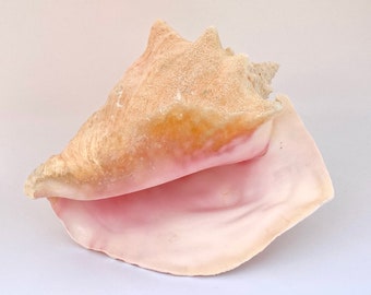 Large Pink Conch Shell - Slit back - Queen Conch - 8”-9" - Pink Bahamian Conch Seashell