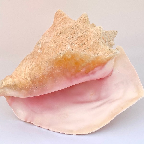 Large Pink Conch Shell - Slit back - Queen Conch - 8”-9" - Pink Bahamian Conch Seashell
