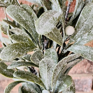 Ice Kissed Mistletoe Pick