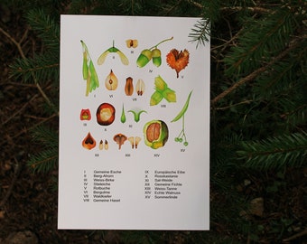 Bäume Illustration, Tree lllustration, Seed Illustration, Nature Illustration, Nature art print, Tree Seed Poster, Tree Artrprint