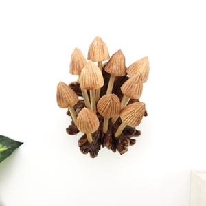May include: A cluster of small, light brown wooden mushrooms with textured caps and slender stems, attached to a dark brown, textured base. The mushrooms are arranged in a dense group, creating a natural, woodland aesthetic.