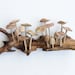 see more listings in the Mushroom Wall Decor section