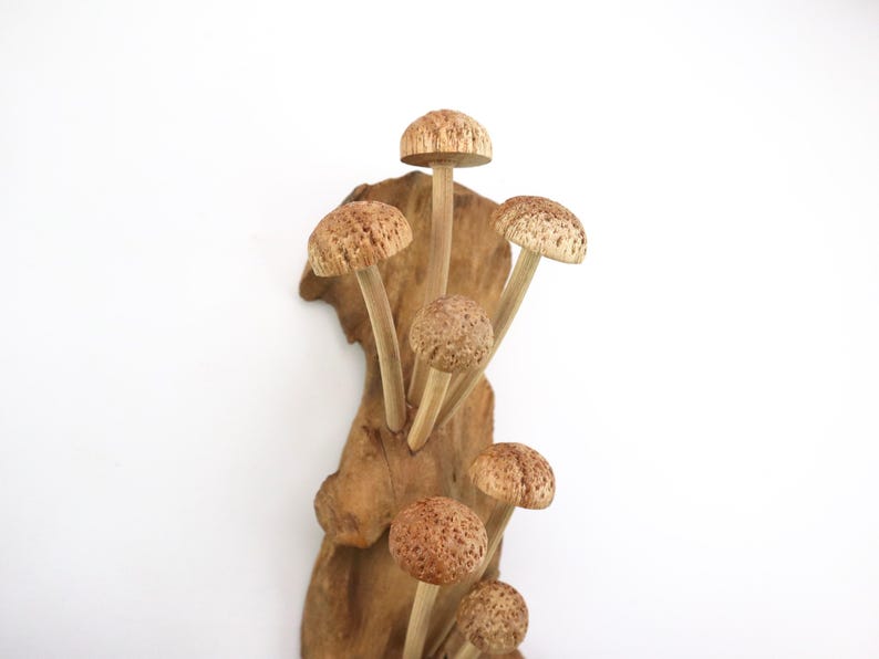 Hand-Carved Wooden Mushroom Wall Art | Driftwood Wall Decor | Rustic Cottagecore Decor | Woodland Fairycore Art | Christmas Gift Idea image 6