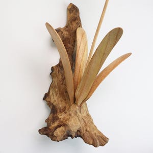 May include: A wooden wall sculpture with a natural brown driftwood base and multiple thin, light brown wooden blades extending upwards.