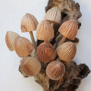 May include: A cluster of wooden mushrooms, each with a unique texture and shape, are arranged on a piece of driftwood. The mushrooms are a light brown color and have a natural, rustic look.