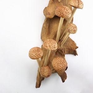 Hand-Carved Wooden Mushroom Wall Art | Driftwood Wall Decor | Rustic Cottagecore Decor | Woodland Fairycore Art | Christmas Gift Idea image 8