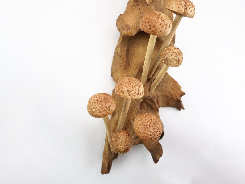 Hand-Carved Wooden Mushroom Wall Art | Driftwood Wall Decor | Rustic Cottagecore Decor | Woodland Fairycore Art | Christmas Gift Idea image 8