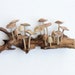 Wooden Mushroom Wall Art, Mushroom Wall Decor, Vintage Wall Decor, Handmade Home Decor, Garden Decor, Art, Birthday Gift, Christmas Decor 