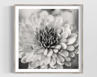 Chrysanthemum Print, Square Wall Art, Black and White Photography, Botanical Print, Nature Decor