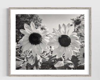 Black and White Sunflower Print - Botanical Art, Nature Photography, Rustic Modern Floral Decor