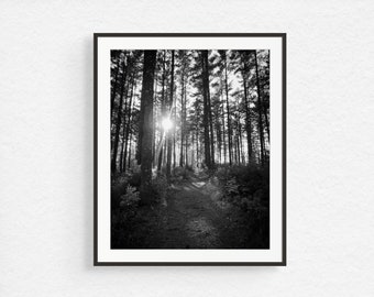 Minnesota Wall Art - Pine Tree Forest Wall Art, Black and White Nature Photography