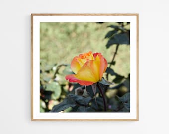 Rose Flower Photography, Square Floral Print, Botanical Wall Art, Nature Photography, Unframed Picture