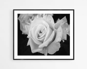 Black and White Botanical Photography, Tea Rose Print, Beautiful Flower Wall Art, Unframed Picture