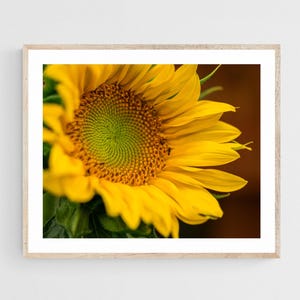 Yellow Sunflower Photograph, Botanical Art Print, Nature Photography, Floral Wall Decor, Fine Art Flower Picture, Unframed Print