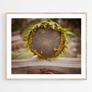 Sunflower Photography, Rustic Flower Wall Art, Botanical Print, Unframed Picture