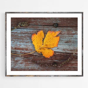 May include: A single, bright yellow leaf with orange edges sits on a weathered, gray and brown wooden surface. The leaf has a delicate, intricate pattern of veins and spots.