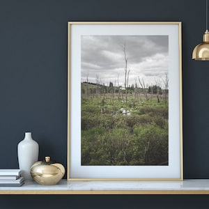 Swamp Land | Oregon | Nature | Travel | Bayou | Pacific North West