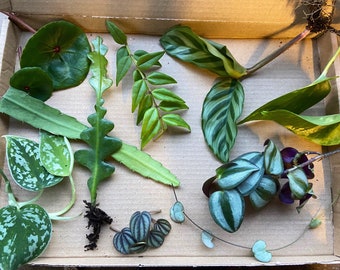 Mystery Plant Cuttings | Plant Cuttings Bundle l Plant Gifts l Plant Cuttings