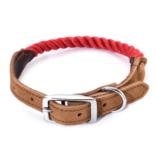 dog belt steel