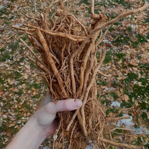 May include: A large bundle of dried, light brown roots. The roots are thick and fibrous, and they are held together by a hand.