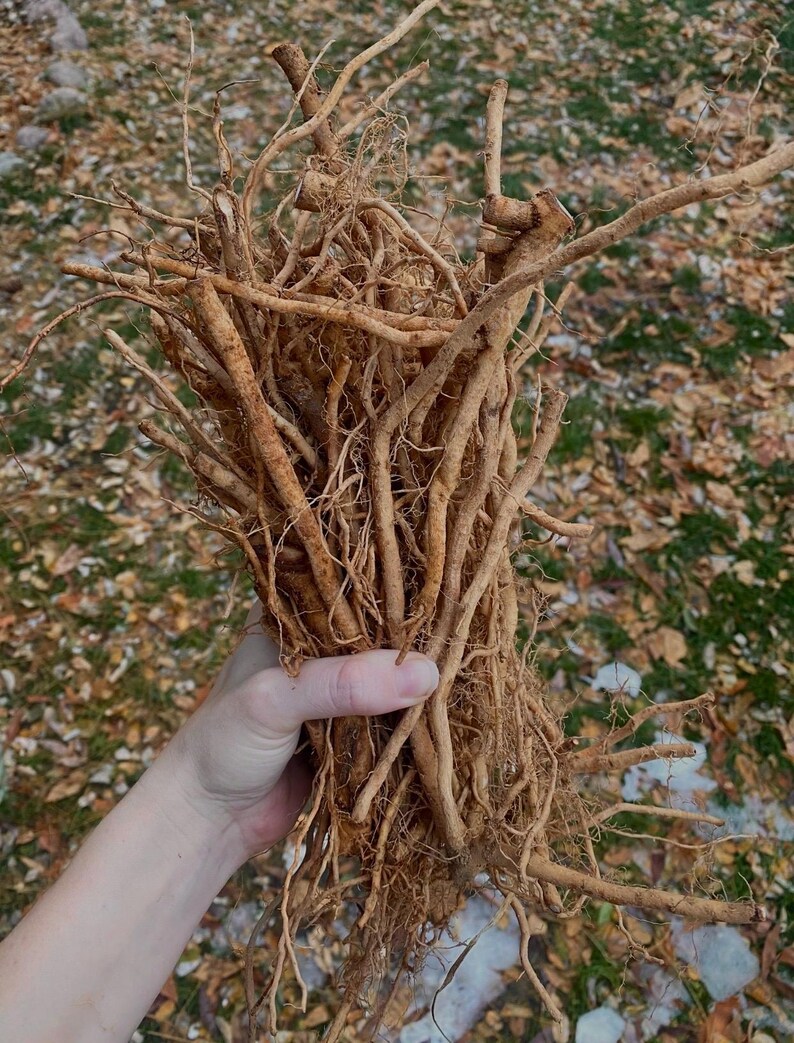 May include: A large bundle of dried, light brown roots. The roots are thick and fibrous, and they are held together by a hand.
