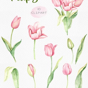 May include: A set of 10 watercolor clipart images of pink tulips with green leaves and stems. The text "Tulips 10 Clipart" is written in green on a pink circle.