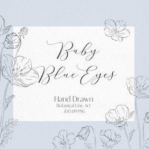 Line drawing  baby blue eyes clip art wildflower png botanical clipart floral outline png  flower bouquet png flower line art