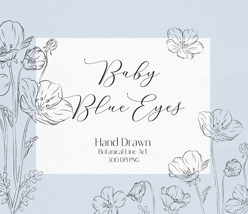 Line drawing baby blue eyes clip art wildflower png botanical clipart floral outline png flower bouquet png flower line art image 1