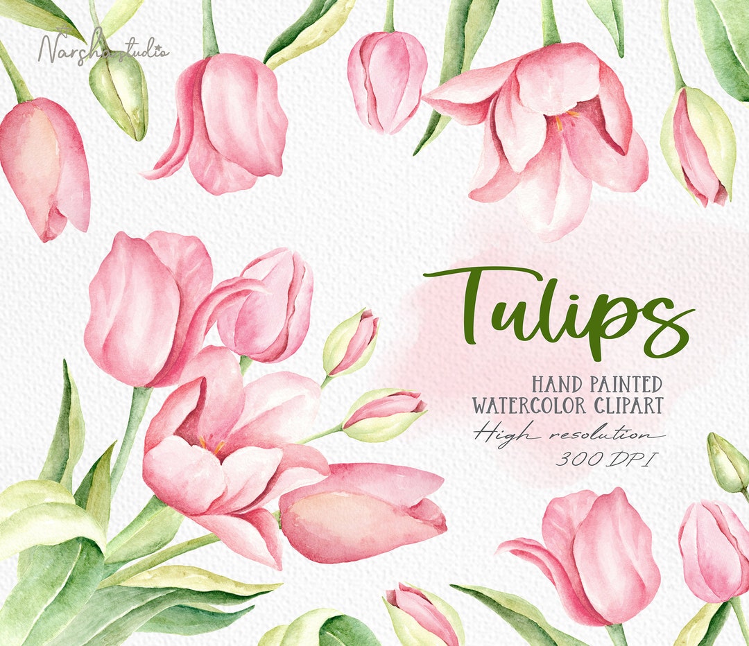 Spring Pink Tulip Watercolor Clip Art/ Floral Clipart/ Botanical ...
