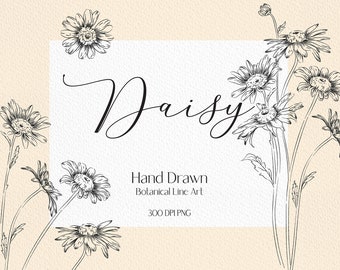 Line drawing  daisy clip art daisy flower png botanical clipart daisy png flower bouquet png wedding flowers clipart