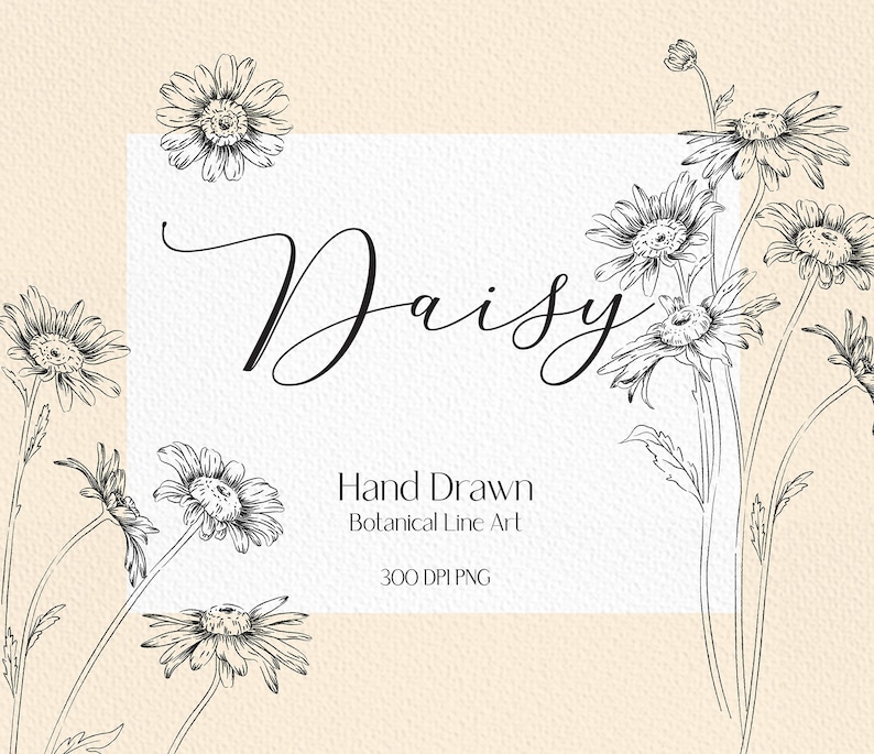 May include: Black and white line art illustration of daisies. The image includes the text "Daisy" and "Hand Drawn Botanical Line Art 300 DPI PNG".