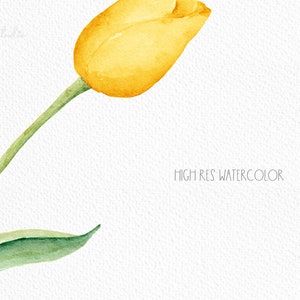 Spring Yellow Tulip Watercolor Clip Art/ Yellow Tulip png/ Floral Clipart/ Botanical Clipart/ Watercolor Flowers Bouquet image 4