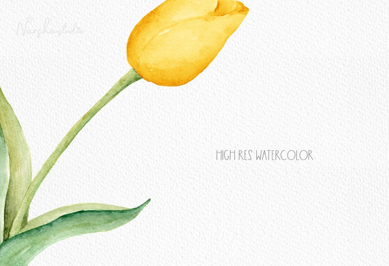 Spring Yellow Tulip Watercolor Clip Art/ Yellow Tulip png/ Floral Clipart/ Botanical Clipart/ Watercolor Flowers Bouquet image 4