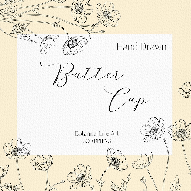 Buttercup Line Drawing - Etsy