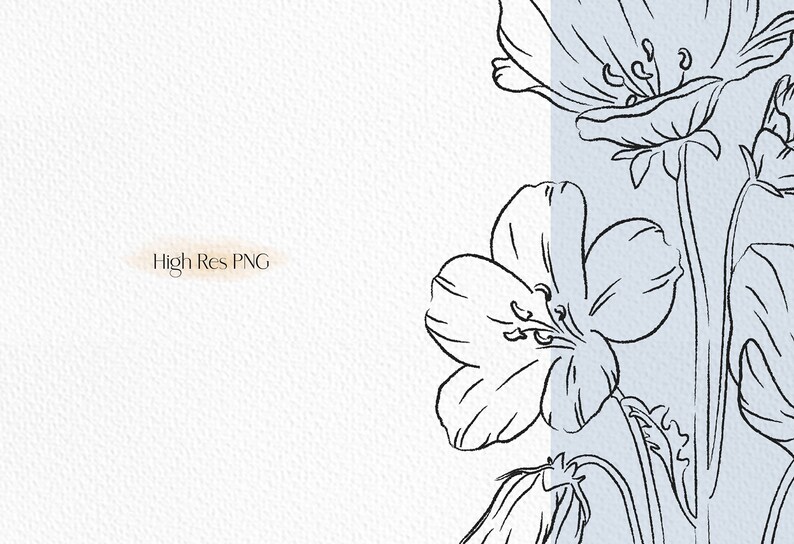 May include: A black and white line drawing of flowers with delicate petals. The flowers are drawn in a simple, elegant style, and the background is a light blue.