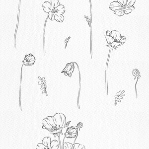 Line drawing baby blue eyes clip art wildflower png botanical clipart floral outline png flower bouquet png flower line art image 2