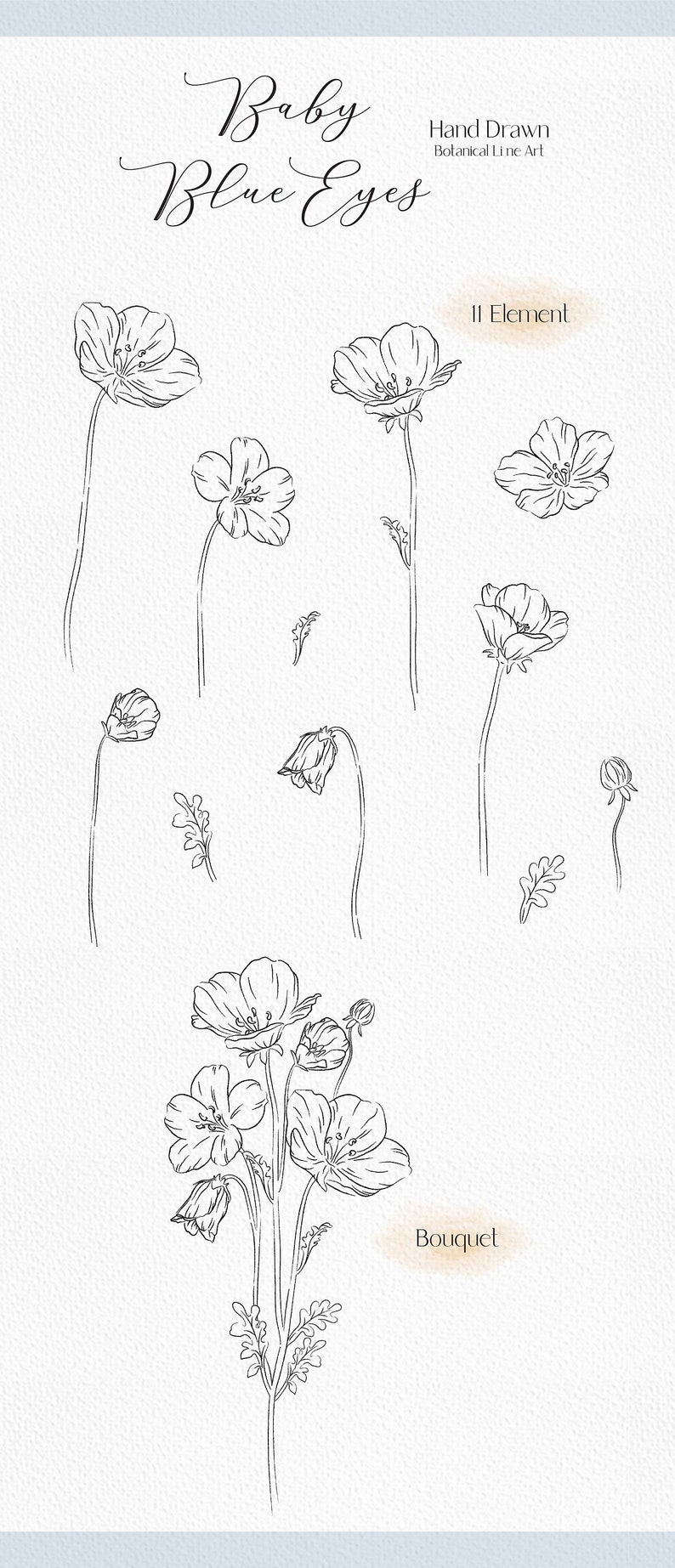 Line drawing baby blue eyes clip art wildflower png botanical clipart floral outline png flower bouquet png flower line art image 2