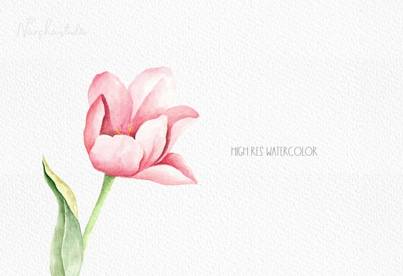 May include: A single pink tulip with a green stem and leaf. The flower is painted in a watercolor style on a white background. The text "HIGH RES WATERCOLOR" is written in black at the bottom right of the image.