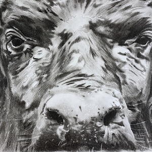 Cape Buffalo Open Edition Giclee Print, Signed, Explore now