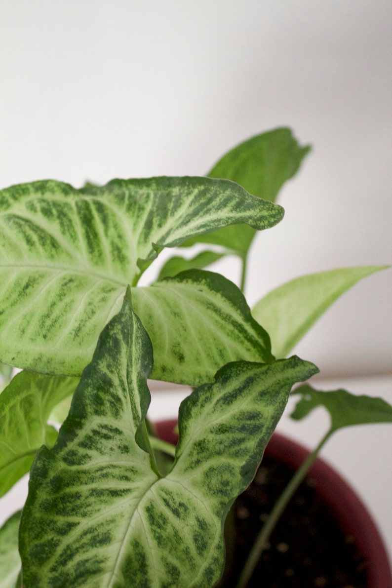 White Butterfly Arrowhead Plant Syngonium podophyllum Etsy