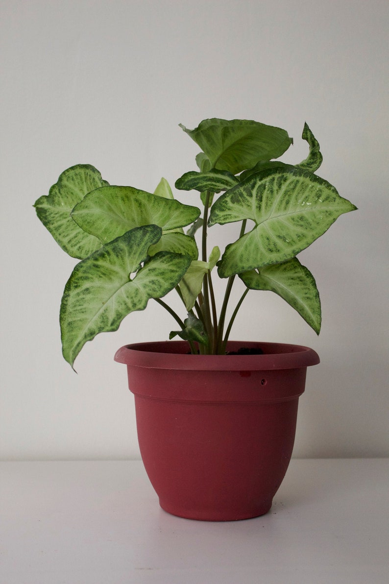 White Butterfly Arrowhead Plant Syngonium podophyllum Etsy