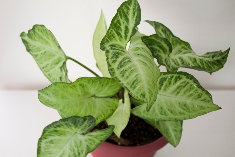 White Butterfly Arrowhead Plant Syngonium podophyllum Etsy