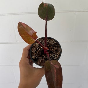 Pink princess philodendron ROOTED PLANT - rare philodendron