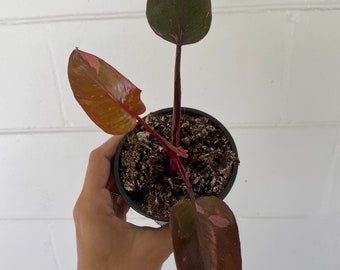 May include: A small pink and green houseplant with red stems in a black pot.