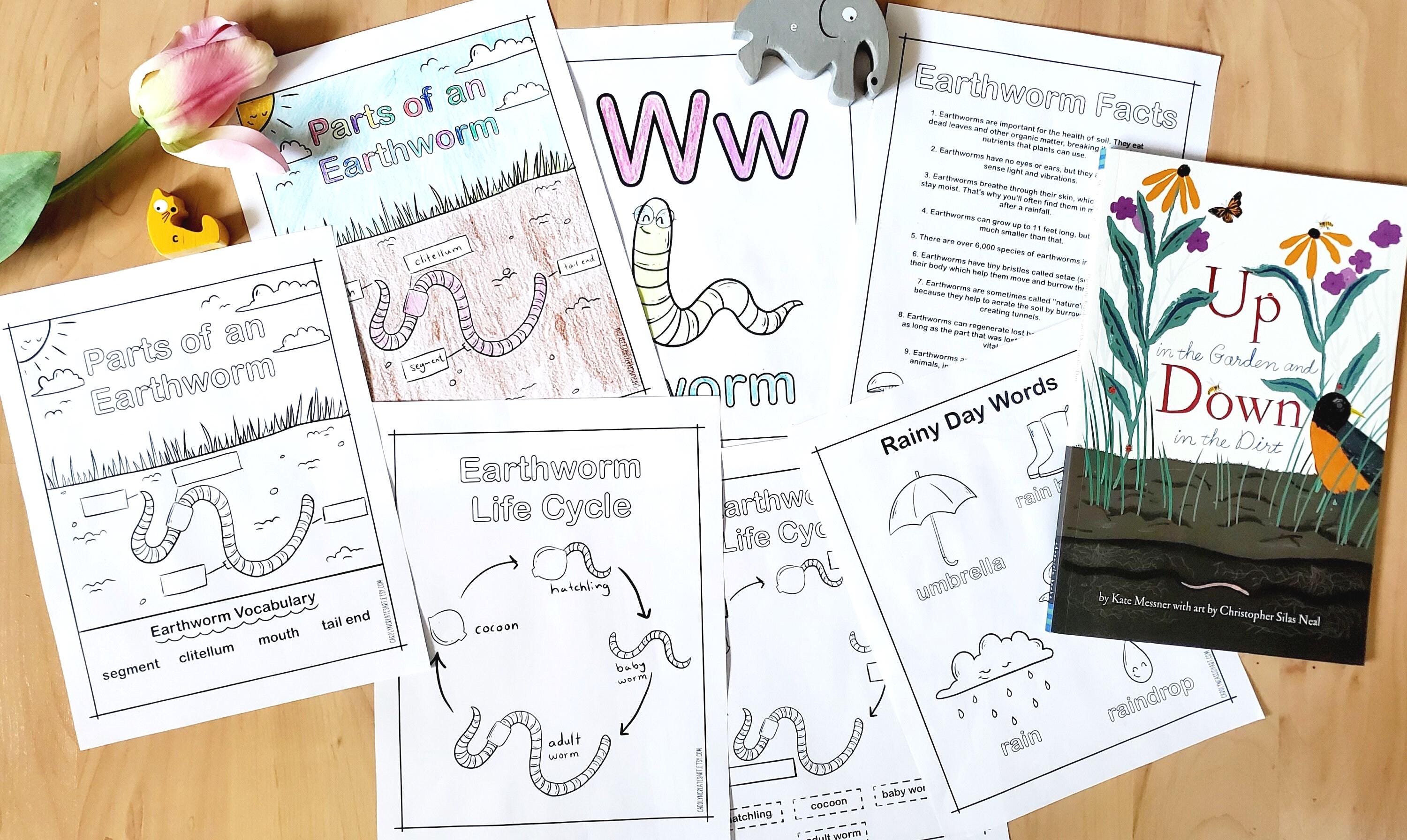 Earthworm Study Unit: Anatomy, Life Cycle & Facts (PDF Download) - Etsy ...